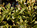 Sedum kamtschaticum Bicolour IMG_3686 Rozchodnik kamczacki